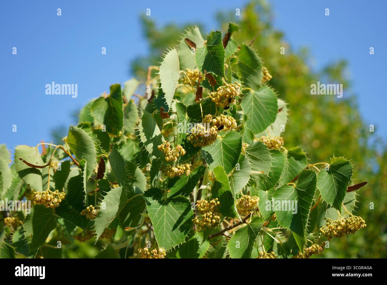 Jardins du MIP, Mouans-sartoux, Frankreich - Tilia-Baum blüht Stockfoto