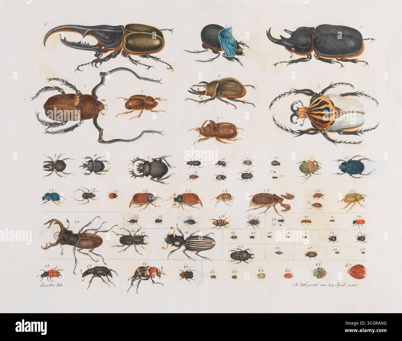 Insekten (Käfer). Eine detaillierte Aquarelltafel des österreichischen Künstlers Aloys Zötl vom 24. April 1835. Die Abbildung zeigt eine große Auswahl an Käfern, darunter Nashörner, Hirschkäfer und Juwelenkäfer, die in verschiedenen Größen und Ausrichtungen dargestellt werden. Jedes Exemplar ist sorgfältig nummeriert und mit bemerkenswerter Genauigkeit und lebhafter Farbgebung dargestellt, was Zötls Faszination für Naturgeschichte und Entomologie widerspiegelt. Stockfoto