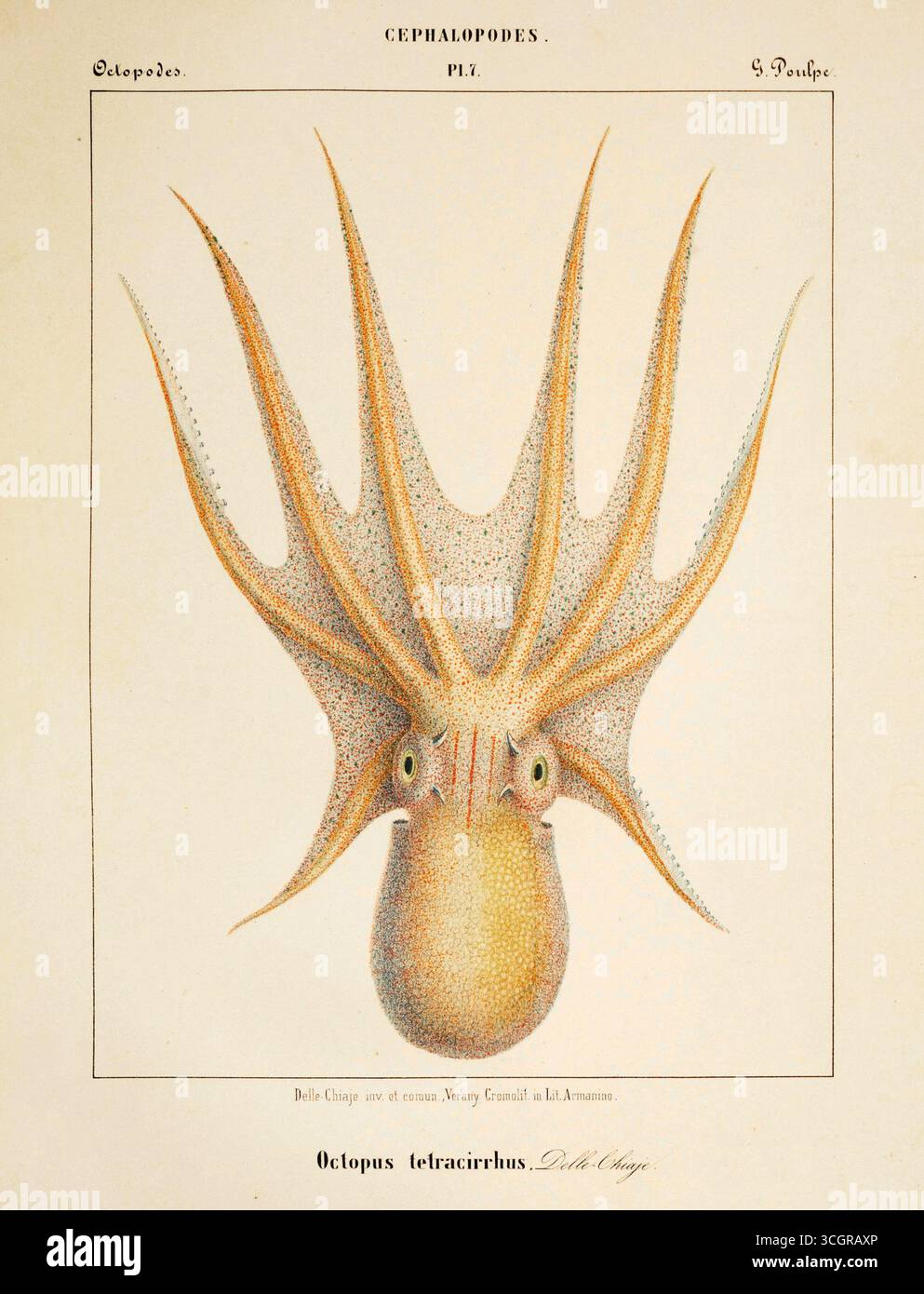 Handkolorierte Chromolithographie aus Céphalopodes de la Méditerranée (1851) von Jean Baptiste Vérany, die Octopus tetracirrhus von Delle Chiaje illustriert. Diese mediterrane Art wird mit ihren langen Armen und gesprenkelten Texturen dargestellt, die wissenschaftliche Präzision mit künstlerischer Eleganz des 19. Jahrhunderts verbinden. Stockfoto