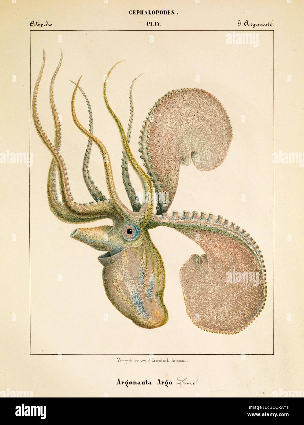 Handkolorierte Chromolithographie aus Céphalopodes de la Méditerranée (1851) von Jean Baptiste Vérany, die Argonauta argo (der große argonaut) darstellt. Diese Illustration zeigt das Papier nautilus mit seinem zarten schalenartigen Eierhaufen und seinen ausgedehnten Armen, die wissenschaftliche Genauigkeit mit der Kunst des 19. Jahrhunderts verbinden. Stockfoto