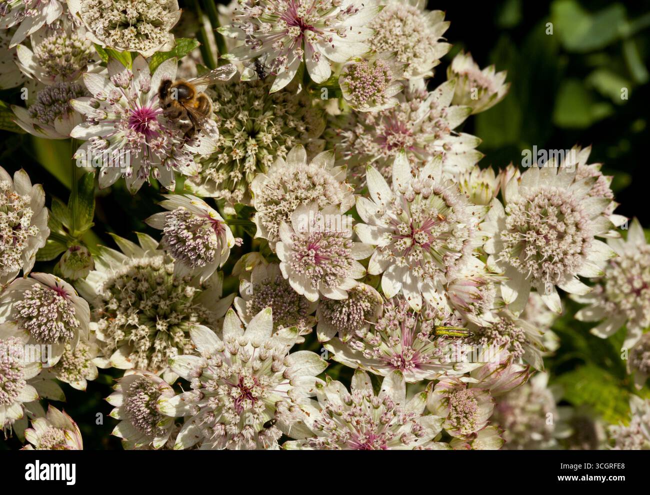 Astrantia Blumen und eine Biene Stockfoto