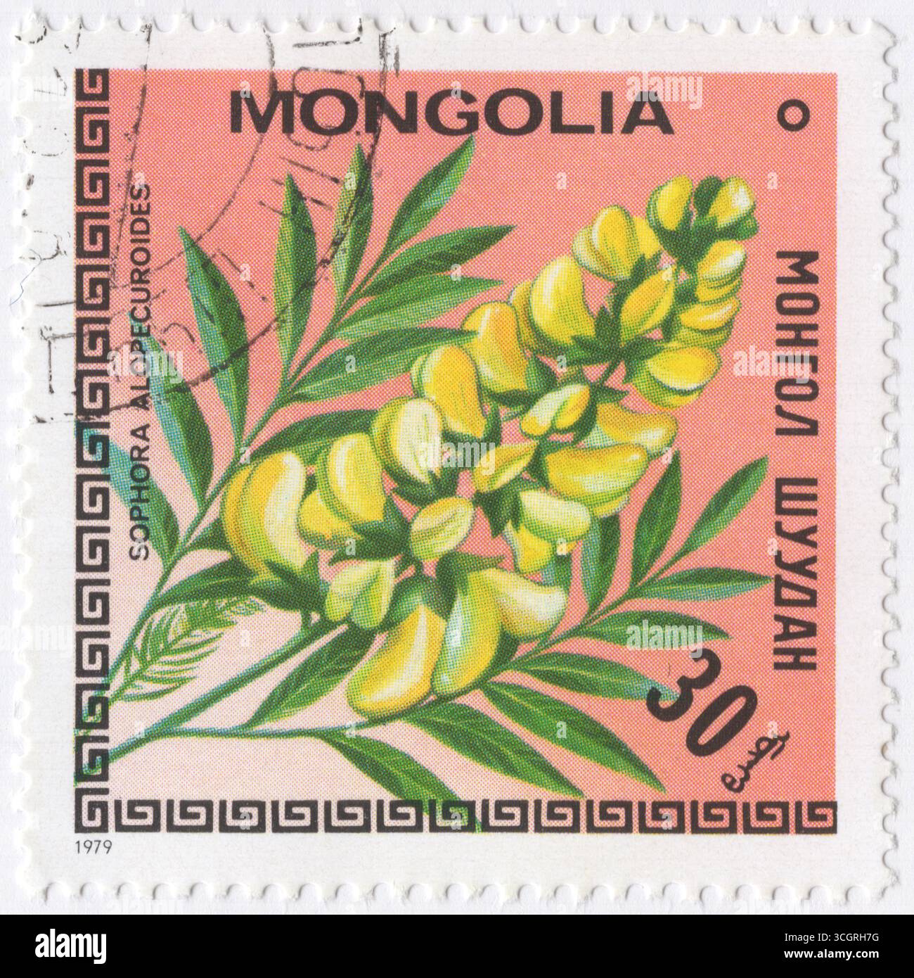 MONGOLEI - 10. März 1979: 30 möngö mehrfarbige Briefmarke mit der Darstellung von Sophora Alopecuroides, kleinen Bäumen und Sträuchern der Erbsenfamilie Fabaceae mit pantropischer Verteilung Stockfoto