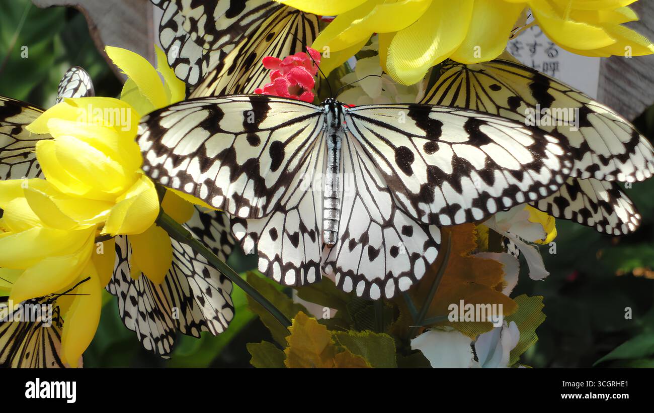 Großer Baum Nymphe Schmetterling (Idee leuconoe) mit schwarz-weißen Flügeln auf einer gelben Blume, Japan. Stockfoto