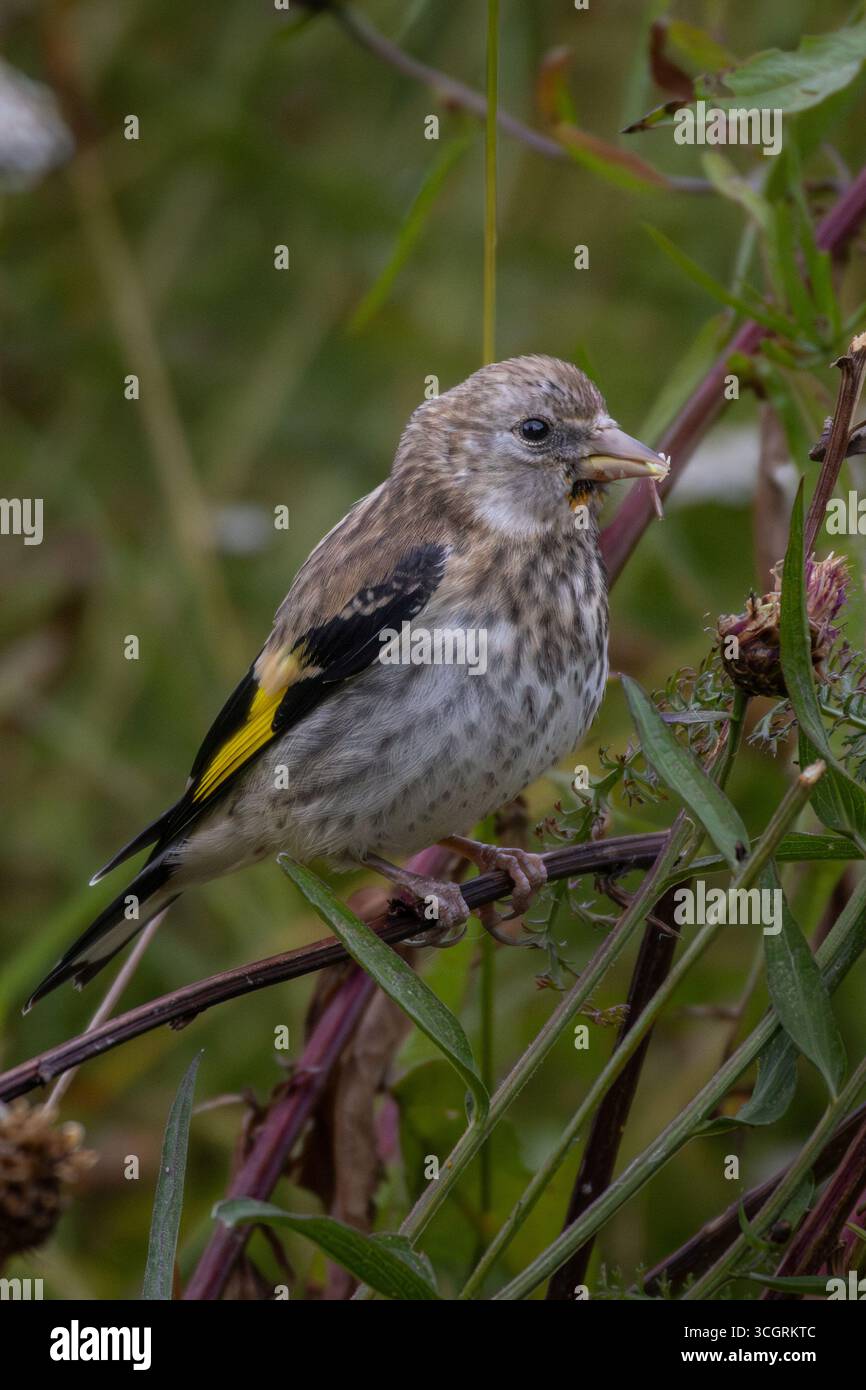 Der Jungbarsch (Carduelis carduelis) isst Grassamen. Stockfoto