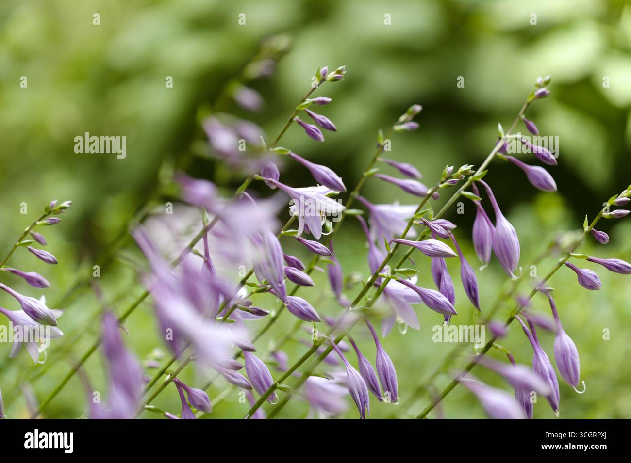 Blassblaue Blumen von Hosta, natürlicher Makro-floraler Hintergrund Stockfoto