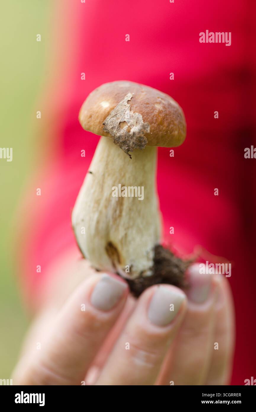 Boletus edulis, Stachelschwein, Speisepilz Stockfoto
