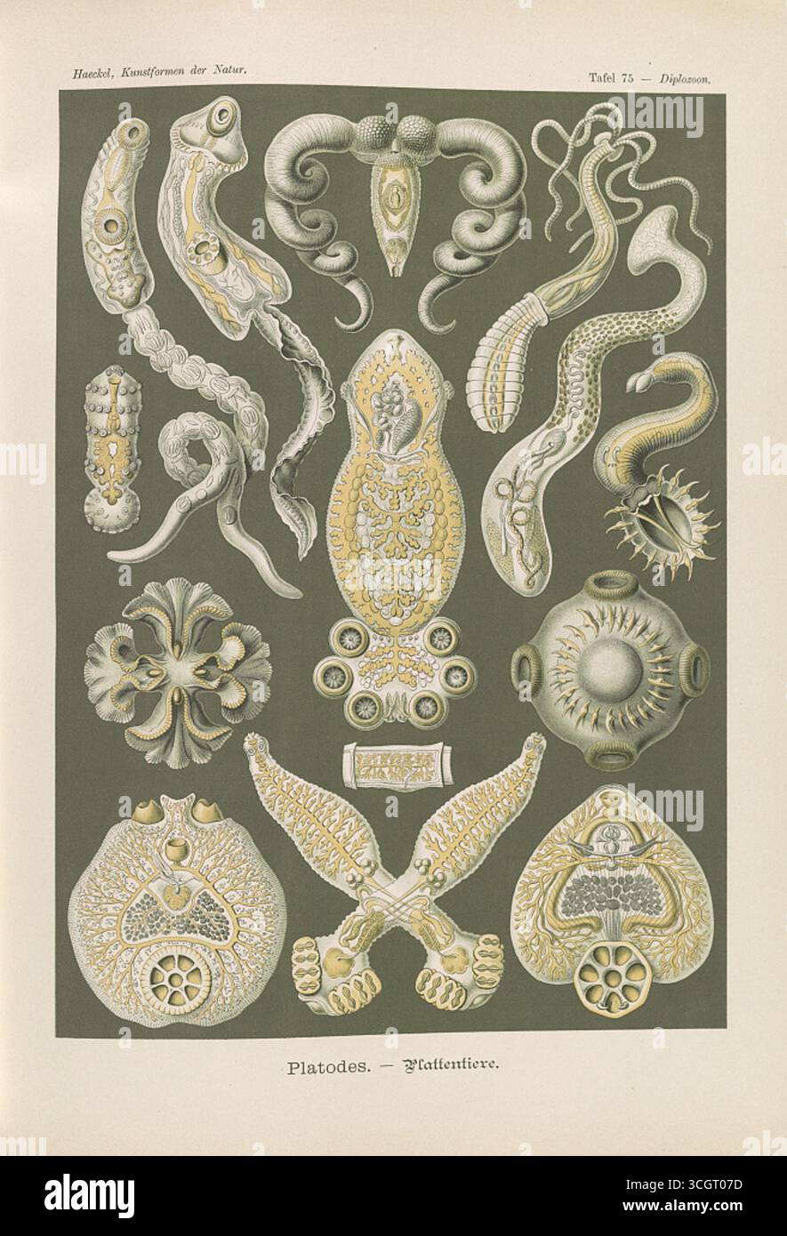 Platodes – Plattentiere. Detaillierte Darstellung von Flachwürmern (Platyhelminthes) mit verschiedenen anatomischen Formen und Strukturen. Aus Ernst Haeckels Kunstformen der Natur. Kunstwerk von Ernst Haeckel (1834–1919), Lithographie von Adolf Giltsch (1852–1911). Veröffentlicht im frühen 20. Jahrhundert. Stockfoto