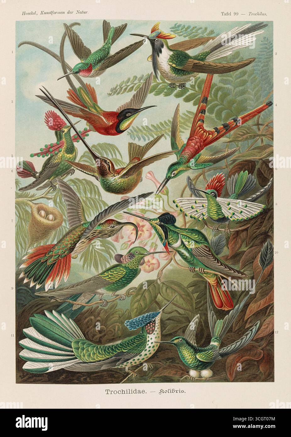 Trochilidae – Illustration der Kolibris von Ernst Haeckel, die ihr lebendiges Gefieder, ihre vielfältigen Formen und ihren dynamischen Flug zeigt. Lithographie von Adolf Giltsch, 19. Jahrhundert. Stockfoto