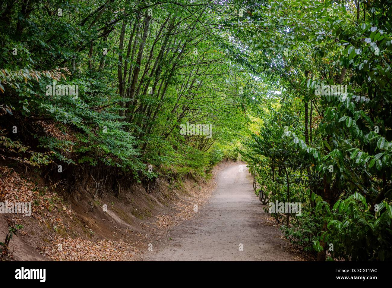 Ein unbefestigter Weg schlängelt sich durch dichten grünen Wald, umgeben von Bäumen und natürlicher Vegetation in Başiskele, Kocaeli, Türkei. Die schattierte Leitung erzeugt Stockfoto