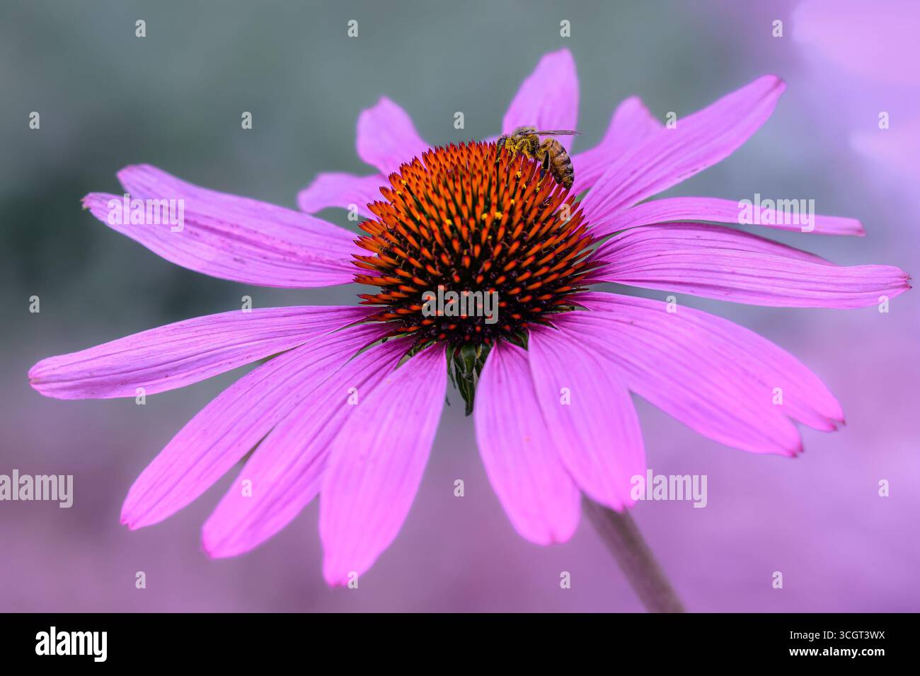 Biene auf rosa Echinacea Blume Stockfoto