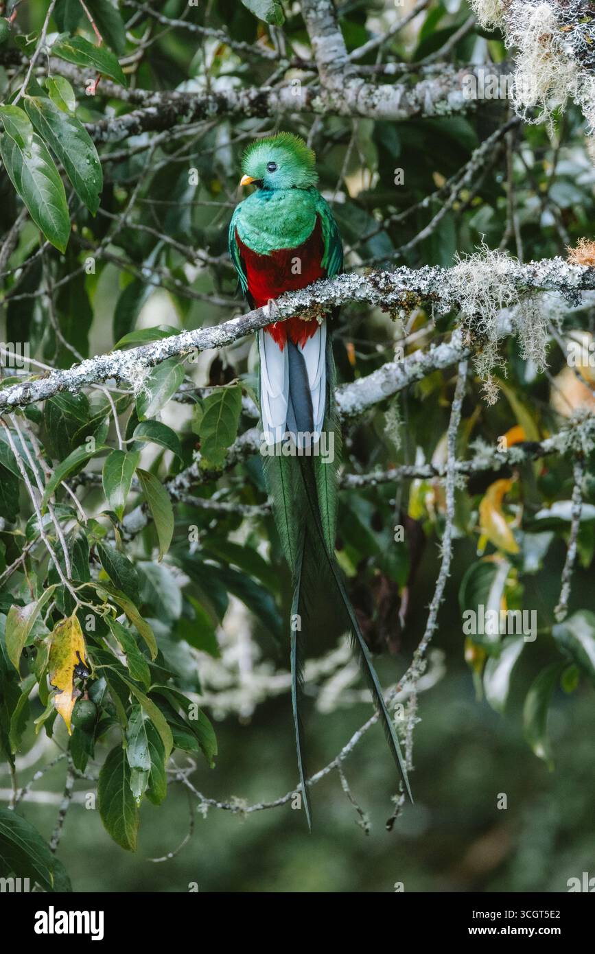Die Talamanca Mountains bieten eine reiche Vogelwelt, darunter Quetzale, Tukane, Kolibris und Adler, blüht in verschiedenen Tropen- und Nebelwäldern. Stockfoto