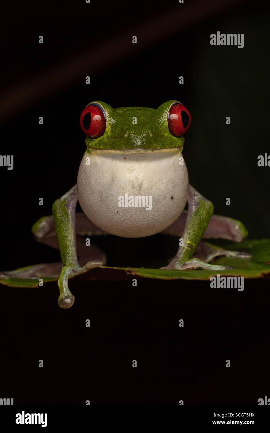 Der roäugige Baumfrosch ist eine lebendige Amphibie im Regenwald, die für ihre leuchtend roten Augen, ihren grünen Körper und die orangen Füße bekannt ist - ein Experte im Tarnen und Springen Stockfoto