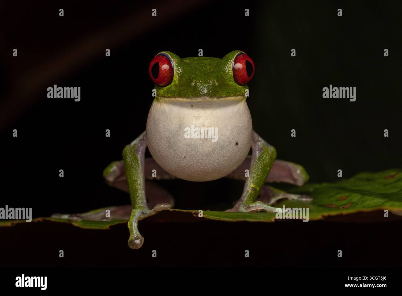 Der roäugige Baumfrosch ist eine lebendige Amphibie im Regenwald, die für ihre leuchtend roten Augen, ihren grünen Körper und die orangen Füße bekannt ist - ein Experte im Tarnen und Springen Stockfoto