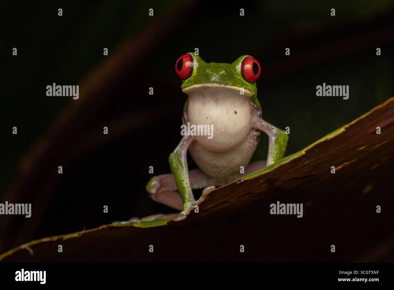 Der roäugige Baumfrosch ist eine lebendige Amphibie im Regenwald, die für ihre leuchtend roten Augen, ihren grünen Körper und die orangen Füße bekannt ist - ein Experte im Tarnen und Springen Stockfoto