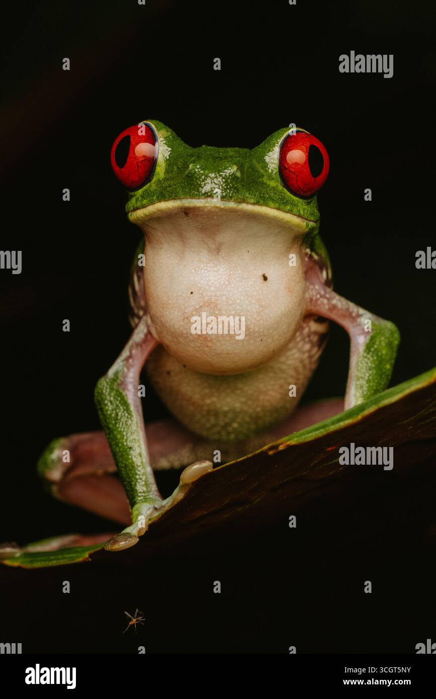 Der roäugige Baumfrosch ist eine lebendige Amphibie im Regenwald, die für ihre leuchtend roten Augen, ihren grünen Körper und die orangen Füße bekannt ist - ein Experte im Tarnen und Springen Stockfoto