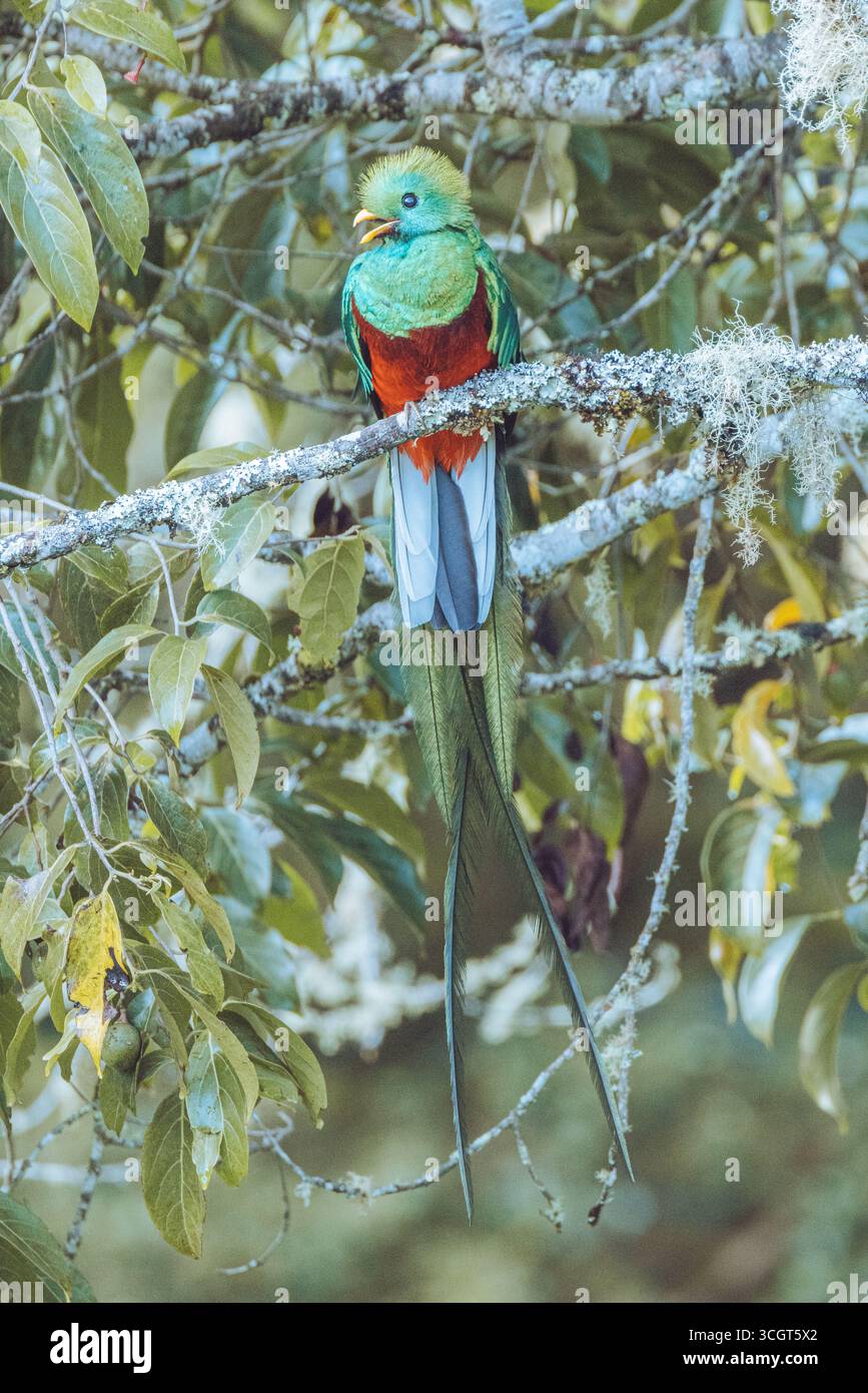 Die Talamanca Mountains bieten eine reiche Vogelwelt, darunter Quetzale, Tukane, Kolibris und Adler, blüht in verschiedenen Tropen- und Nebelwäldern. Stockfoto
