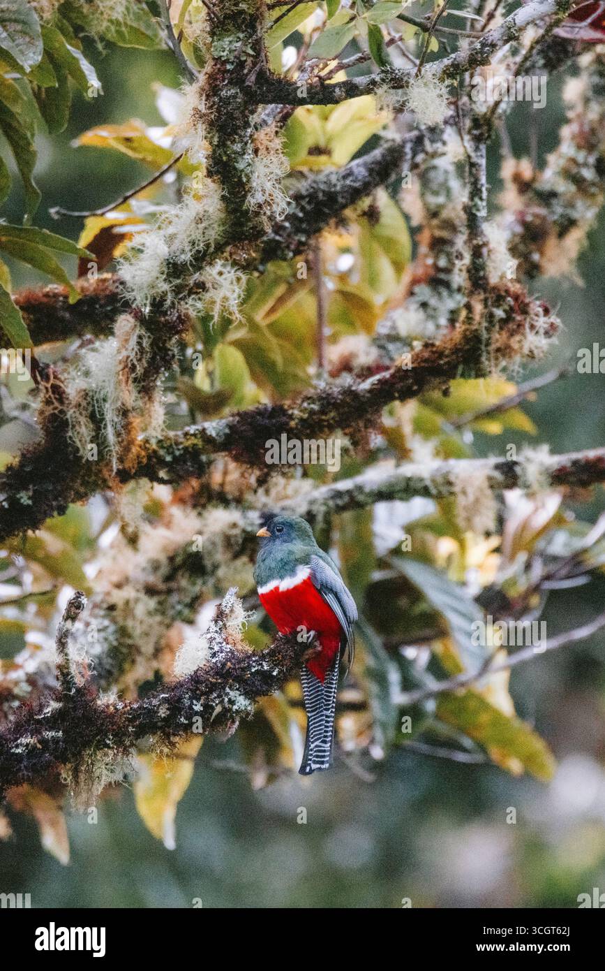 Die Talamanca Mountains bieten eine reiche Vogelwelt, darunter Quetzale, Tukane, Kolibris und Adler, blüht in verschiedenen Tropen- und Nebelwäldern. Stockfoto
