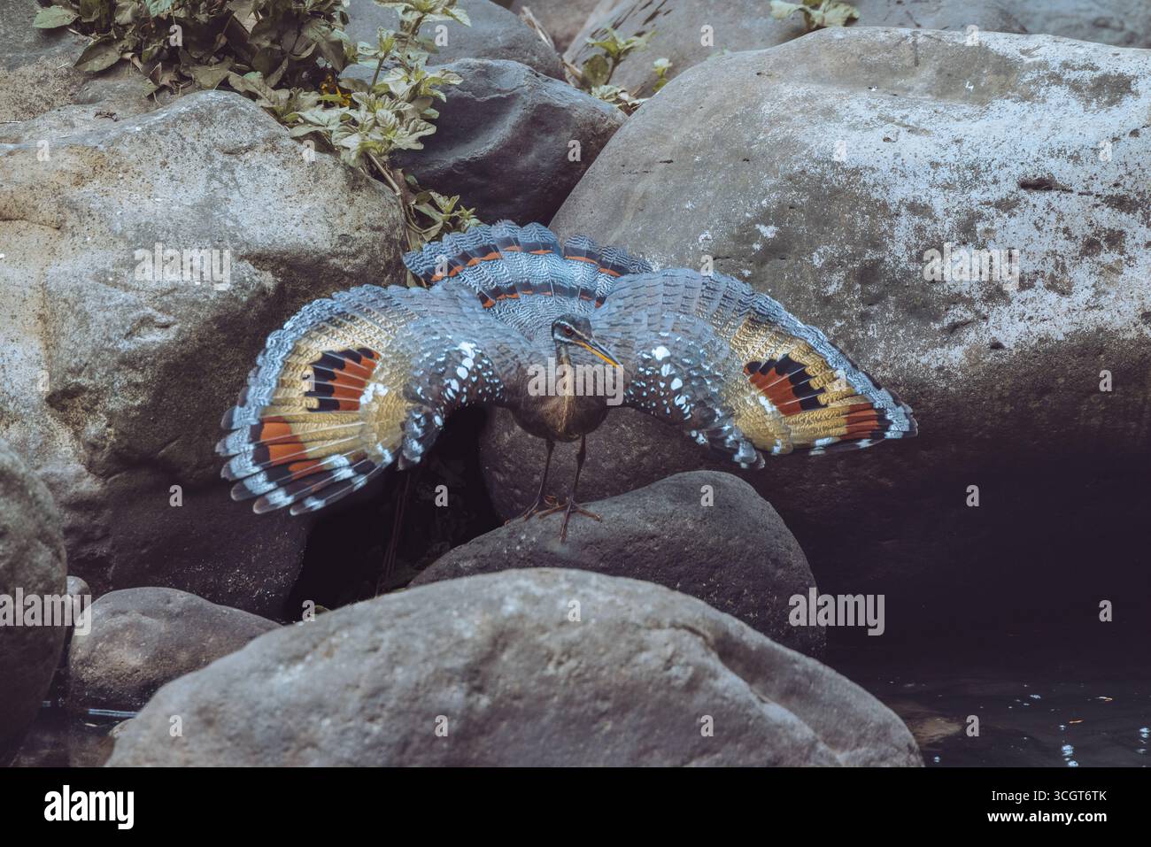 Die Sonnenbitter ist ein markanter tropischer Vogel, der für seine lebendigen Flügelmuster bekannt ist, die an Augentöpfe erinnern und in Displays verwendet werden, um Raubtiere abzuschrecken. Stockfoto