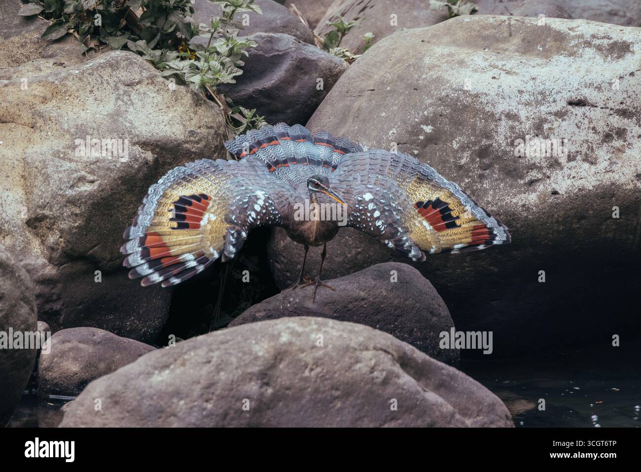 Die Sonnenbitter ist ein markanter tropischer Vogel, der für seine lebendigen Flügelmuster bekannt ist, die an Augentöpfe erinnern und in Displays verwendet werden, um Raubtiere abzuschrecken. Stockfoto