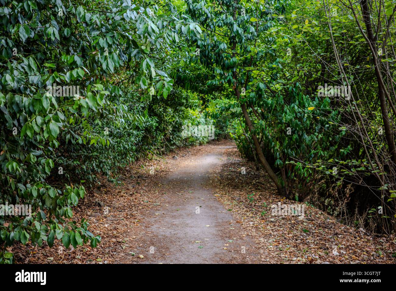 Ein schmaler Feldweg schlängelt sich durch dichte grüne Wälder in Başiskele, Kocaeli, Türkei. Gefallene Blätter bedecken den Weg und schaffen ein natürliches und friedliches Fo Stockfoto