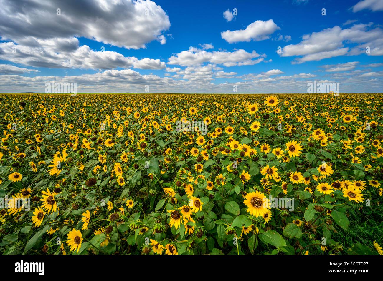 Ein Farmfeld mit Sonnenblumen, das auf den Prärien des südlichen Saskatchewan, Kanada, blüht Stockfoto