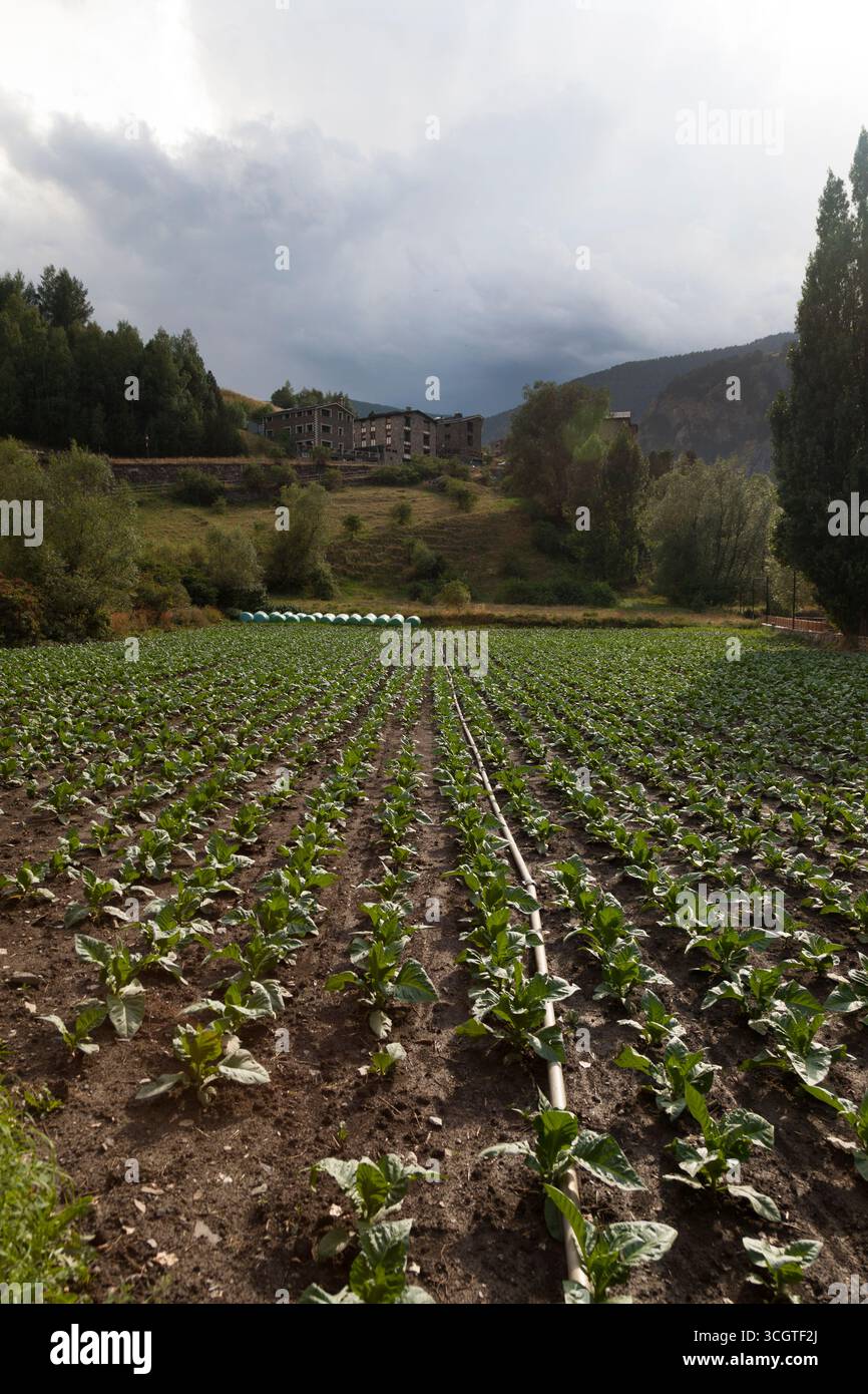 Gemüsereihen, die vor Hügeln und einigen Gebäuden wachsen Stockfoto