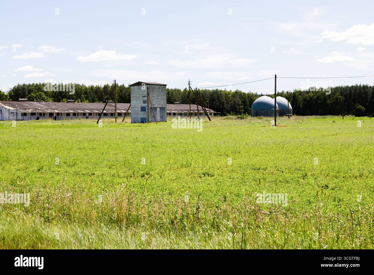 American Country Farm mit Soja-Pflanzen und blauer Himmel Stockfoto