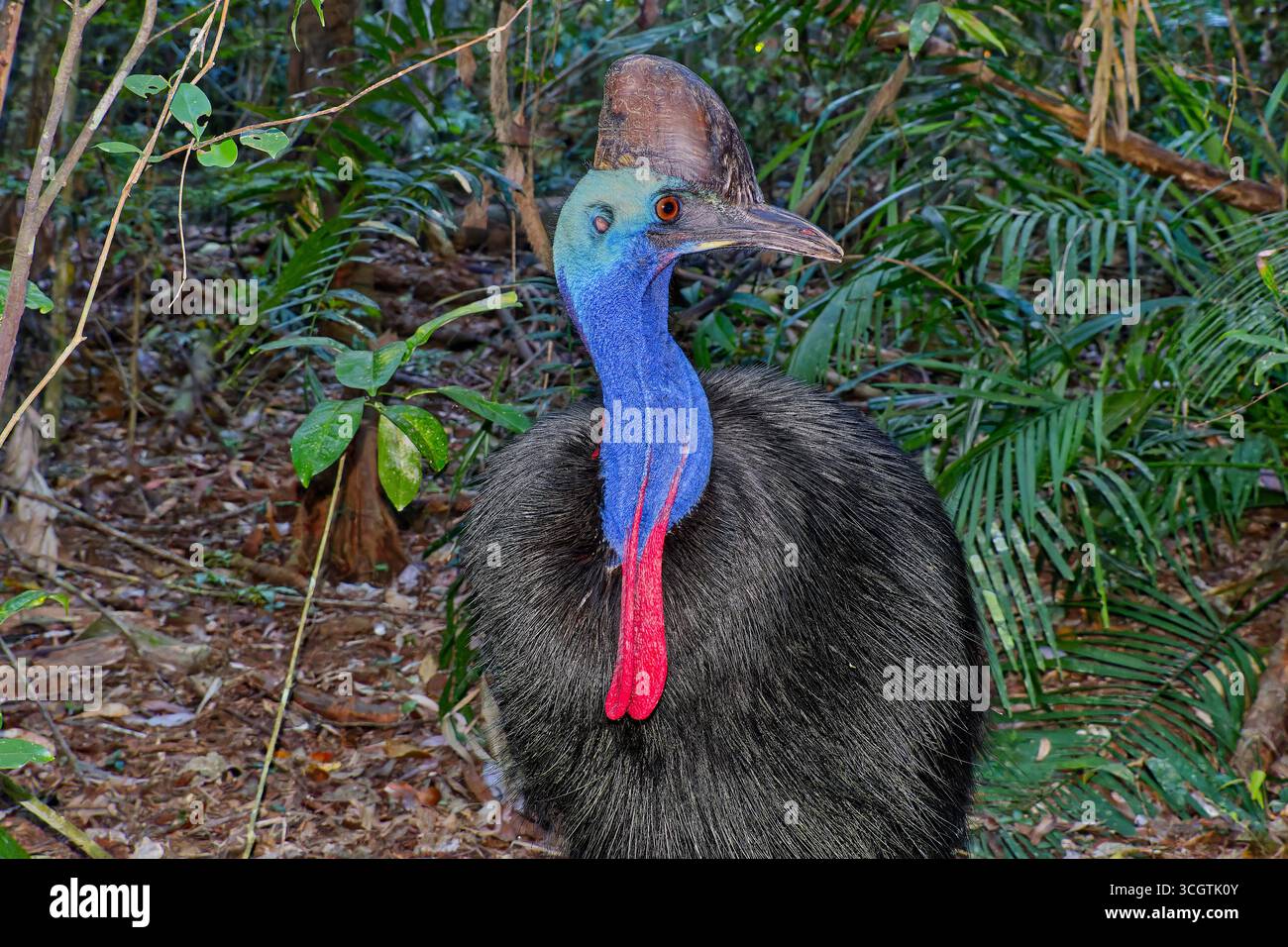 Ein großer schwarzer und blauer südländischer Doppelwattkasuar (Casuarius casuarius) im dichten tropischen Regenwald am Lake Eacham, Queensland Stockfoto