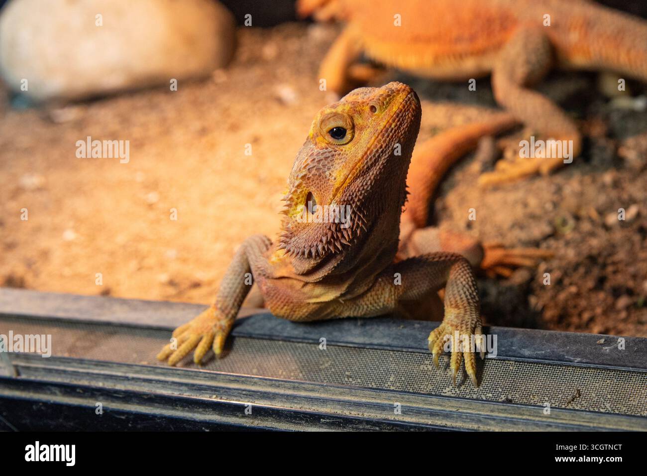 Eine Nahaufnahme des Blicks eines neugierigen bärtigen Drachen. Eine wunderschöne Eidechse. Stockfoto