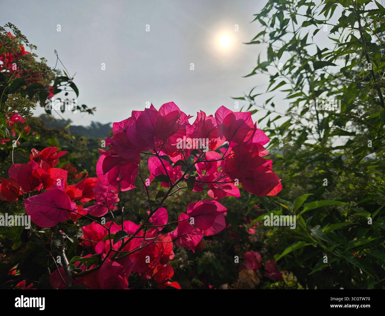 Schöne hellrote Bougainvillea Blumen im Sonnenlicht isoliert auf unscharfem Hintergrund - Smartphone-aufgenommenes Stockfoto
