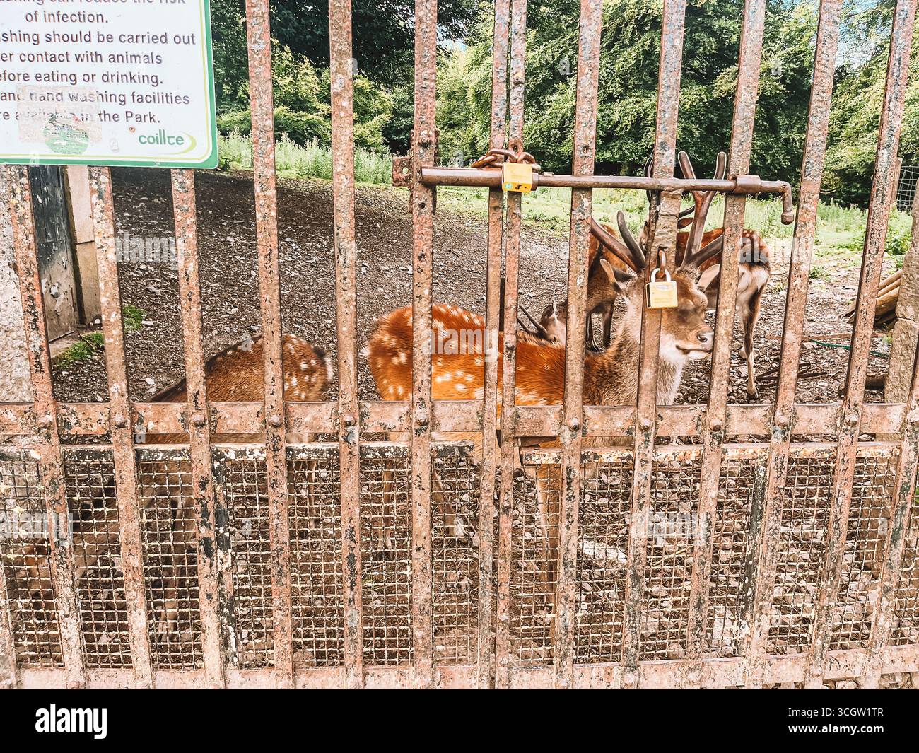 Kilkenny Ireland, Juli 2023 Deer legt sich in einen Stall mit einem Schild, auf dem steht: "Keine Tiere sollten mit Tieren oder Trinken durchgeführt werden." Stockfoto