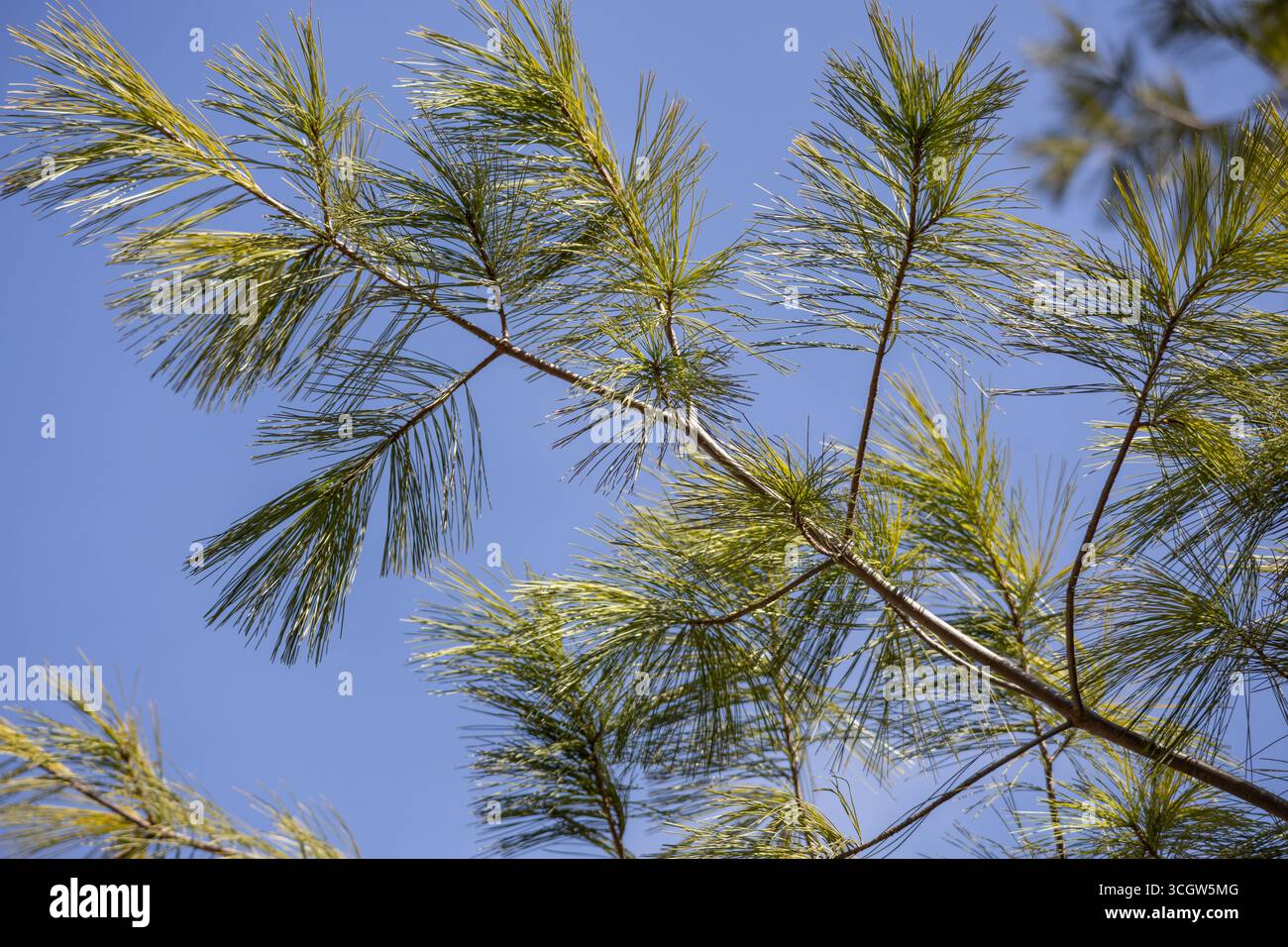 Texturhintergrund von offenen Zweigen langer Nadelgruppen auf einer weißen Kiefer, mit blauem Himmel Stockfoto
