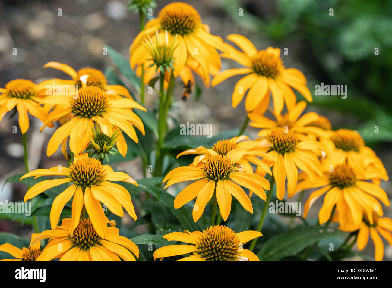 Gruppe der gelben Konefloren (Echinacea purpurea). Stockfoto