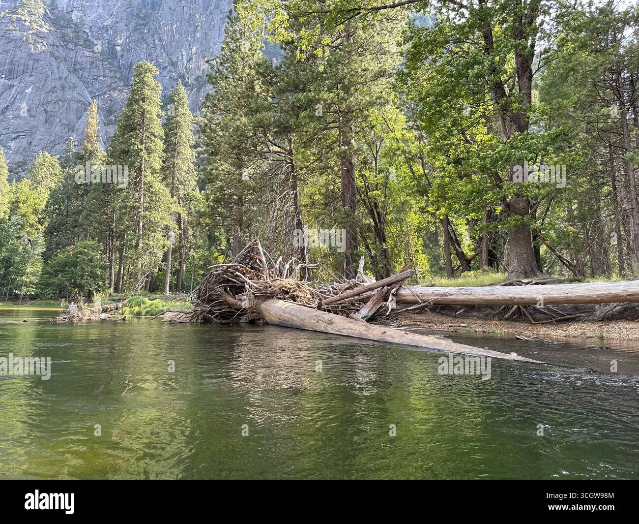 Umgefallener Baum über den Fluss im Wald mit Bergkulisse - Smartphone-aufgenommenes Stockfoto
