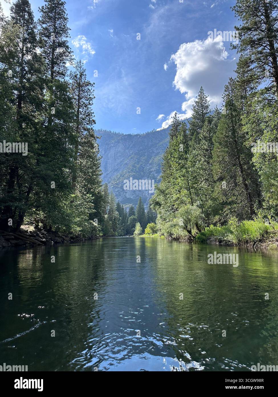 Ein friedlicher Fluss fließt durch einen dichten Kiefernwald mit Berggipfeln im Hintergrund unter einem hellblauen Himmel. - Smartphone-aufgenommenes Stockfoto