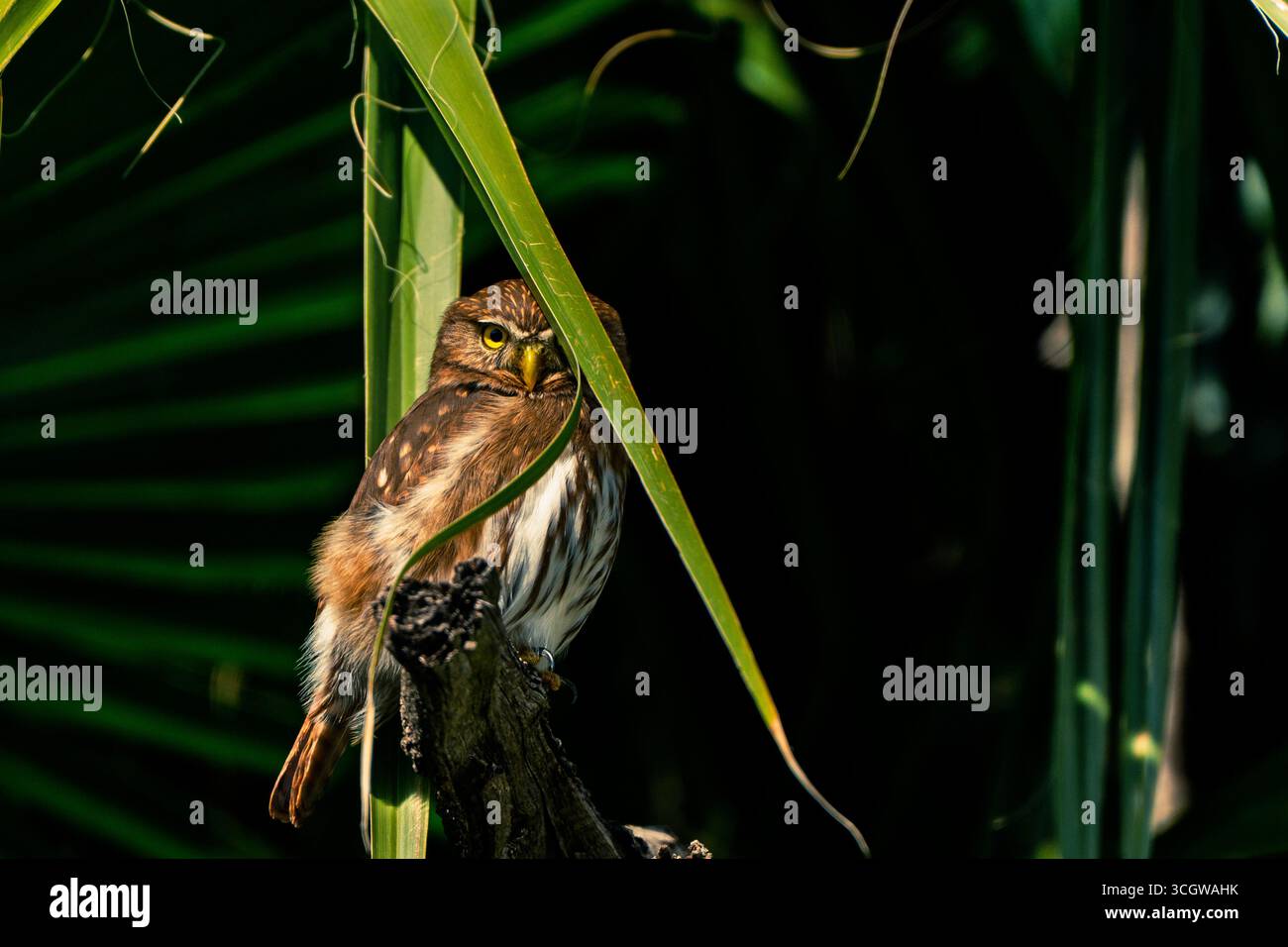 Ferruginous Pygmieeule (Glaucidium brasilianum) auf einem Ast, teilweise von tropischen Blättern verborgen, natürlicher Lebensraum, Mexiko. Stockfoto