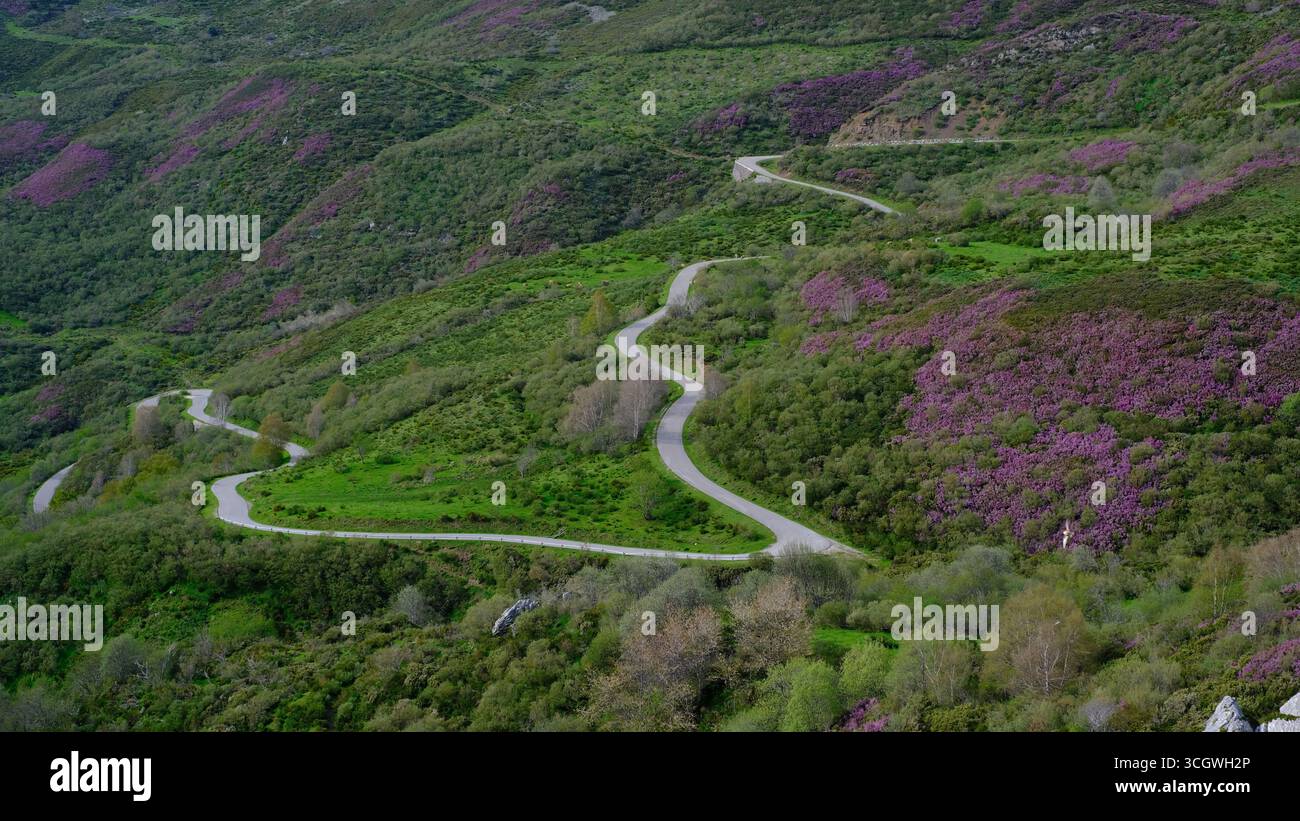 Ein Blick aus der Höhe fängt eine kurvige, geschwungene Straße ein, die sich durch die üppigen grünen Hügel des Naturparks Somiedo, Spanien, schlängelt. Stockfoto