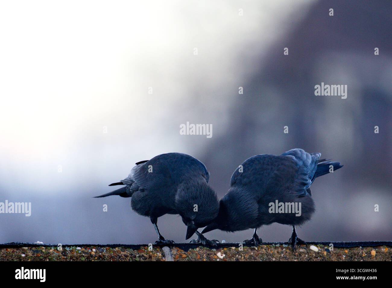 Zwei Westernjacken, die zusammen auf einer Betonbrüstung suchen, beide biegen sich, um an der Oberfläche zu picken, weichen, unscharfen Hintergrund und kühlem, frühes Licht. Stockfoto