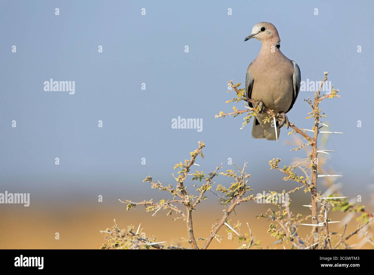 Gurrtaube, Kapturteltaube, Ringhalstaube, Streptopelia capicola Stockfoto