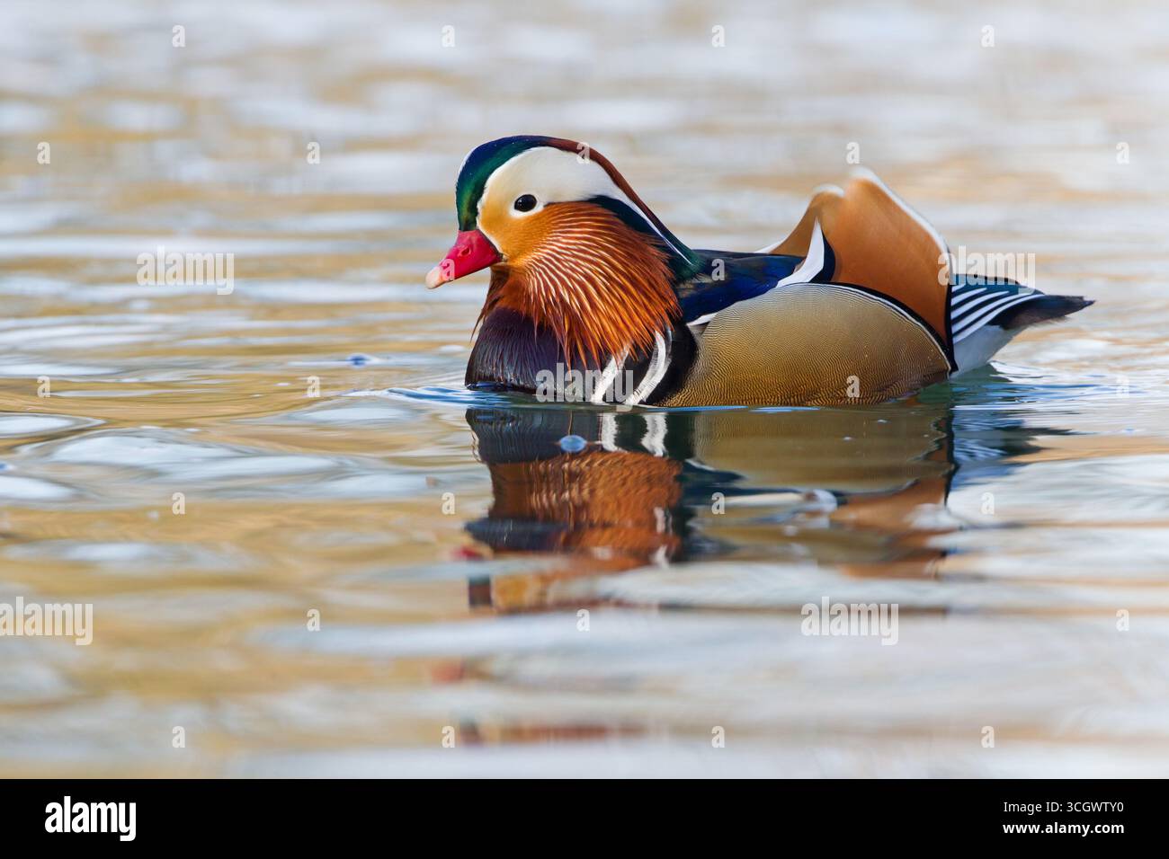 Mandarinente, Mandarinente, Aix galericulata, Canard Mandarin, Pato Mandarín Stockfoto
