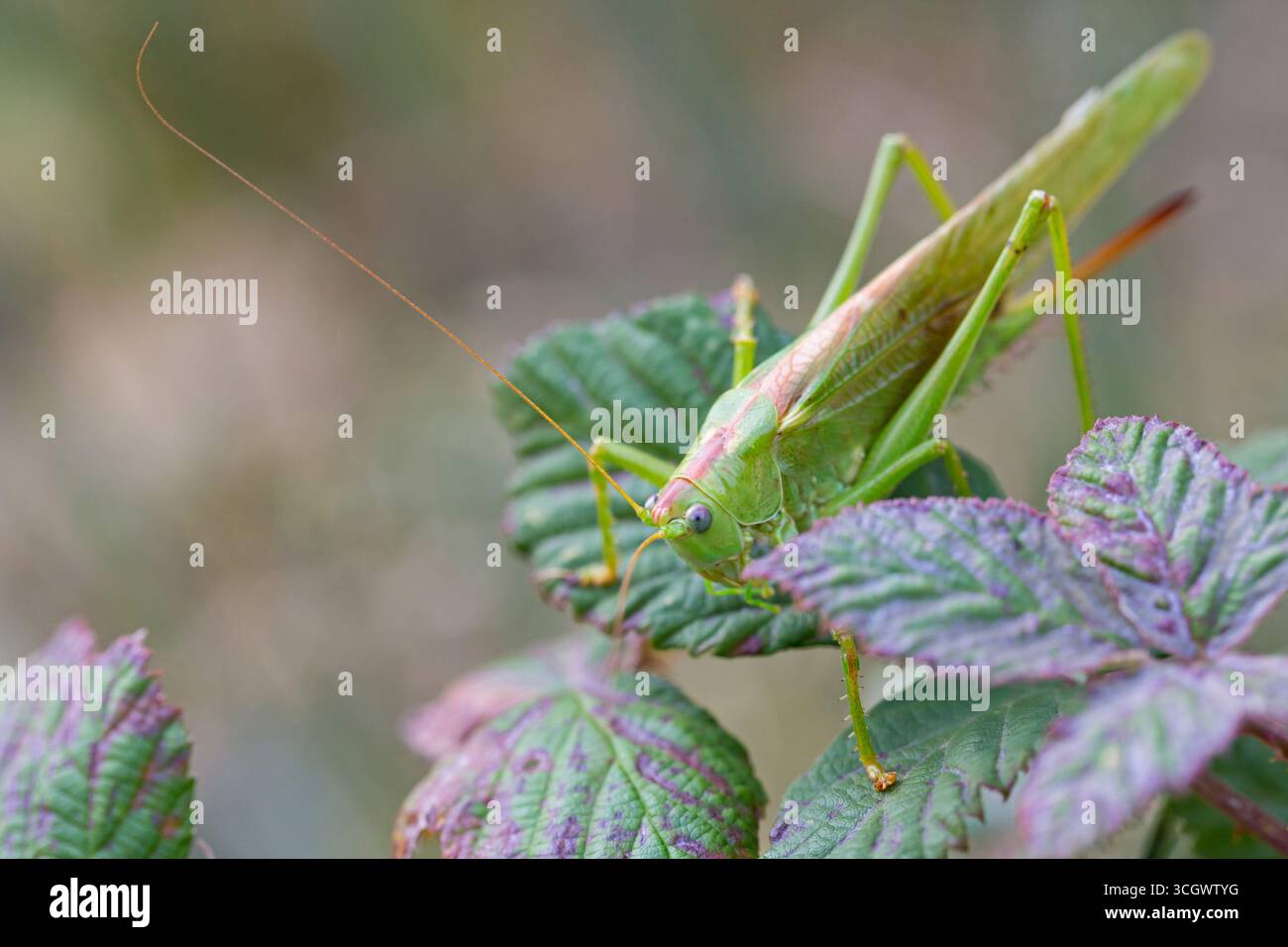 Grünes Heupferd, großes grünes Heupferd, Tettigonia viridissima, Grüne Laubheuschrecke, Great Green Bush-Cricket Stockfoto