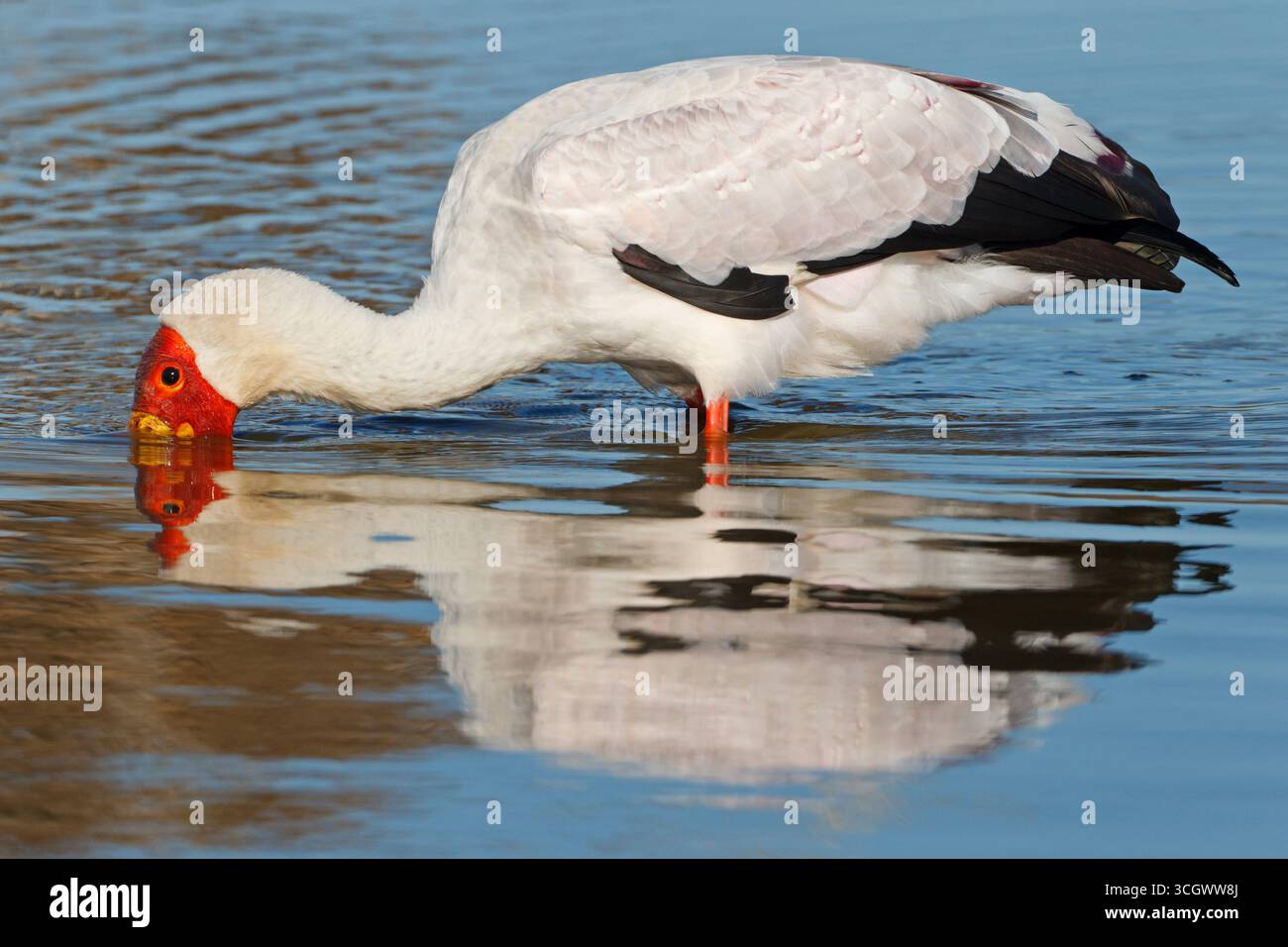 Nimmersatt, Gelbschnabelstorch, Mycteria ibis Stockfoto