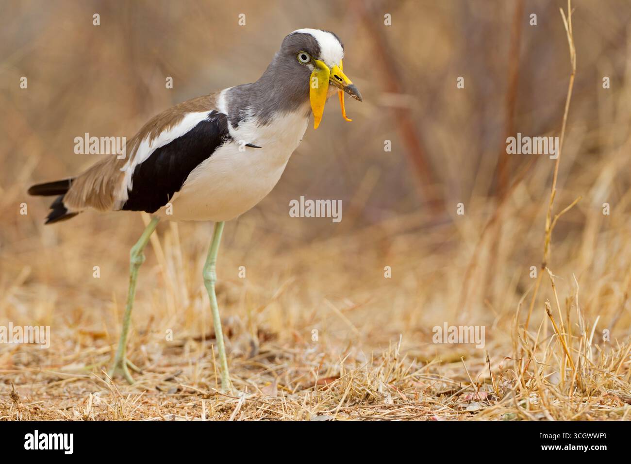 Weißscheitelkiebitz, (Vanellus albiceps), Xiphidiopterus albiceps, Tiere, Vögel, Kiebitz, Watvogel, Familie der Regenpfeifer Stockfoto