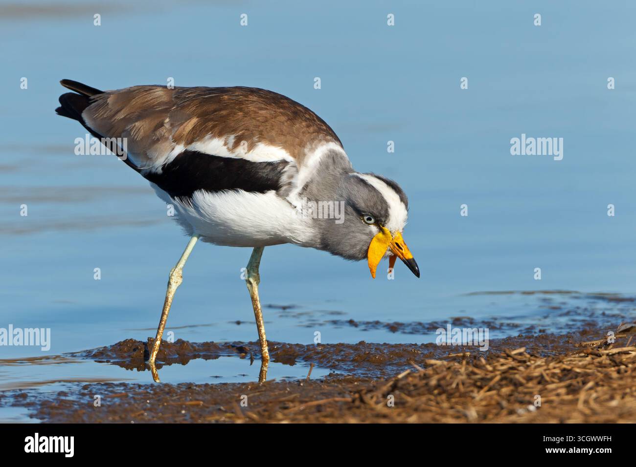 Weißscheitelkiebitz, (Vanellus albiceps), Xiphidiopterus albiceps, Tiere, Vögel, Kiebitz, Watvogel, Familie der Regenpfeifer Stockfoto