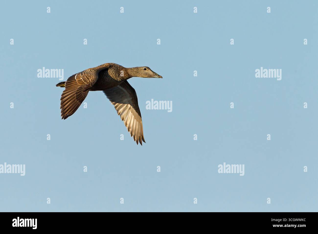 Eiderente, gemeinsame Eider, Eider, Somateria Mollissima, Eider À Bettdecke, Eider Común Stockfoto