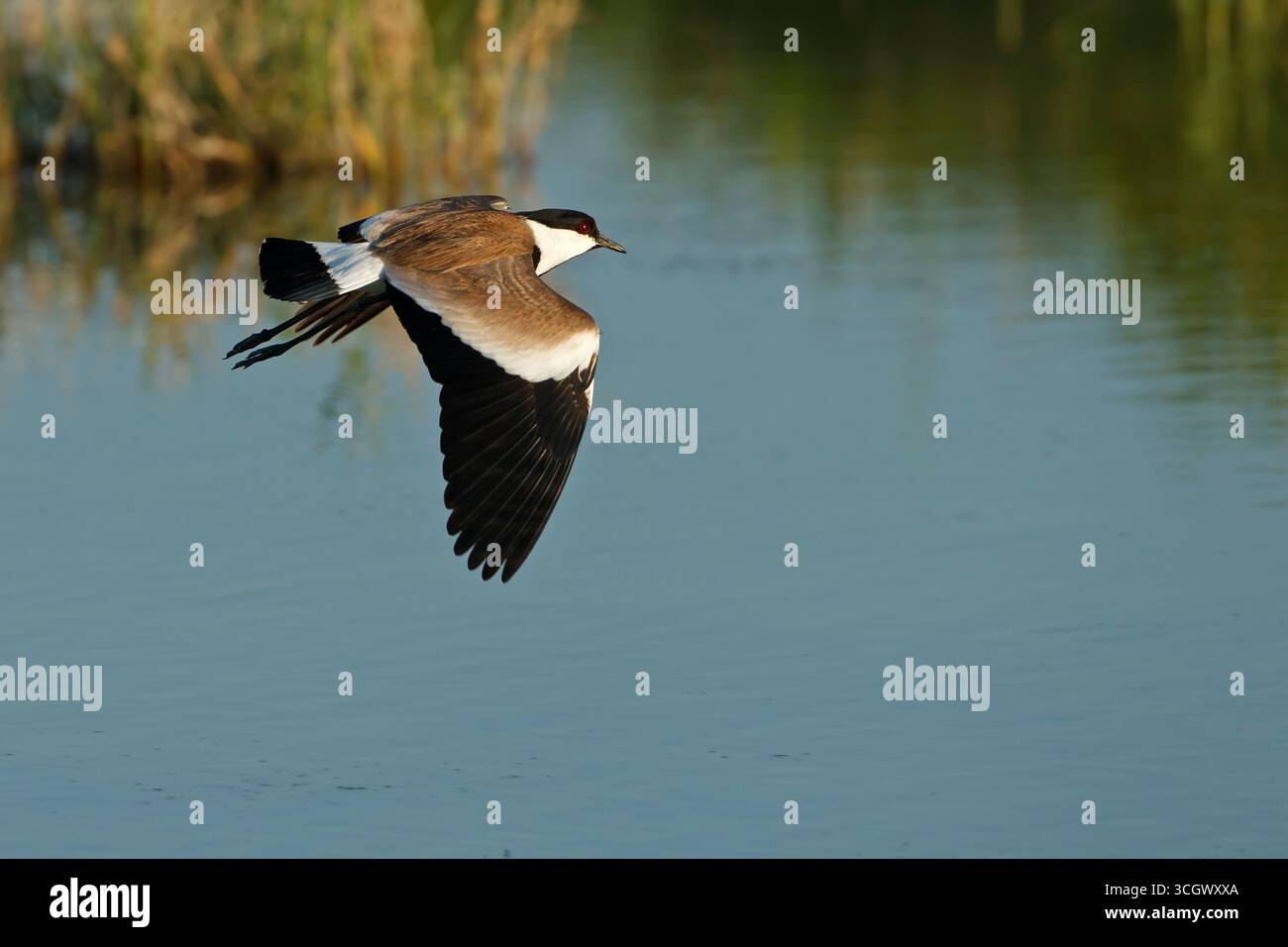 Spornkiebitz, spitzflügeliger Plover, spitzflügeliger Lapwing, Hoplopterus spinosus, Vanellus spinosus, Vanneau éperonné, Avefría Espinosa Stockfoto