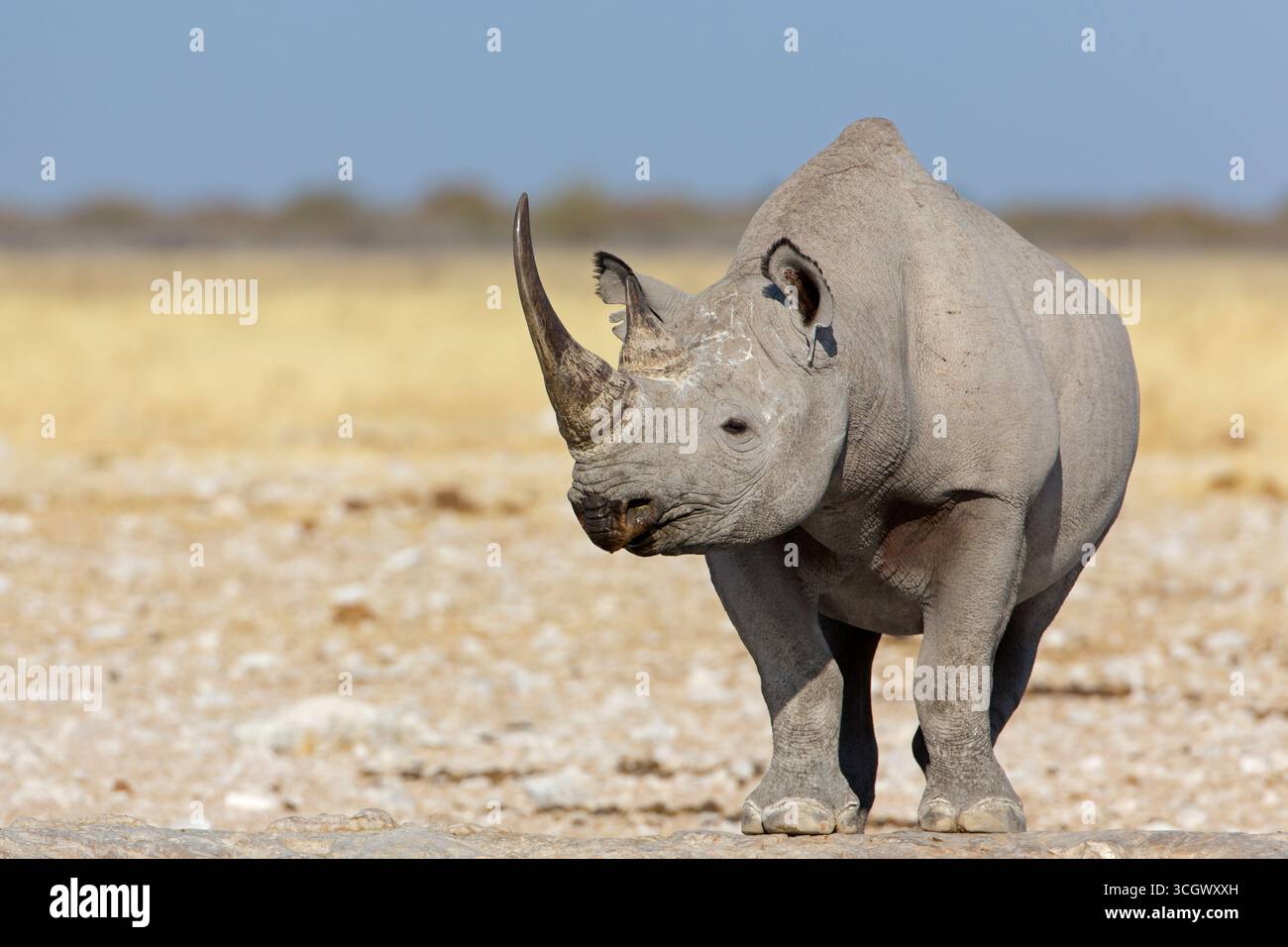 Spitzmaulnashorn, Schwarzes Rhinozeros, Schwarzes Rhinozeros, Hakenlippen Rhinozeros, Diceros bicornis Stockfoto