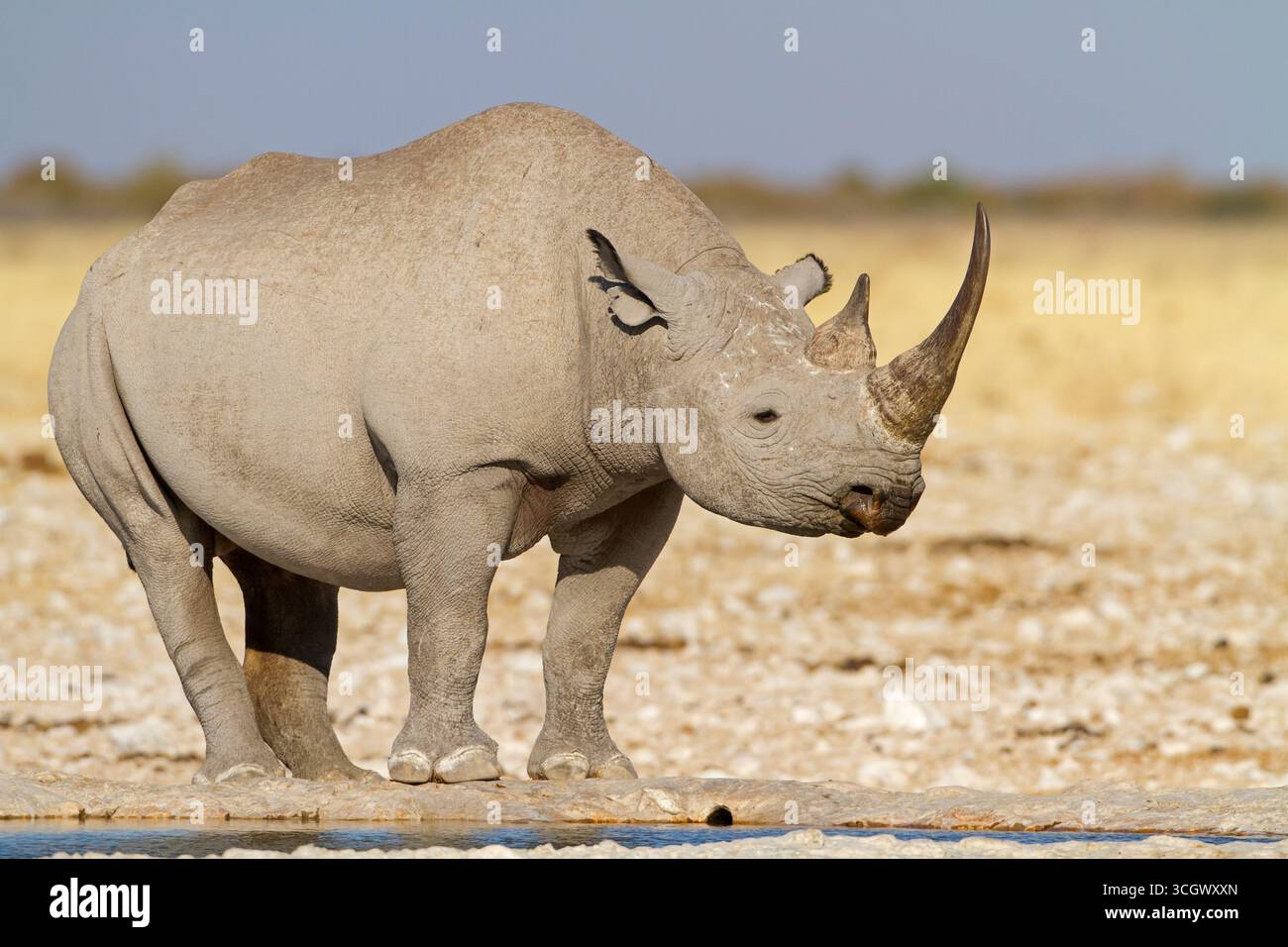 Spitzmaulnashorn, Schwarzes Rhinozeros, Schwarzes Rhinozeros, Hakenlippen Rhinozeros, Diceros bicornis Stockfoto