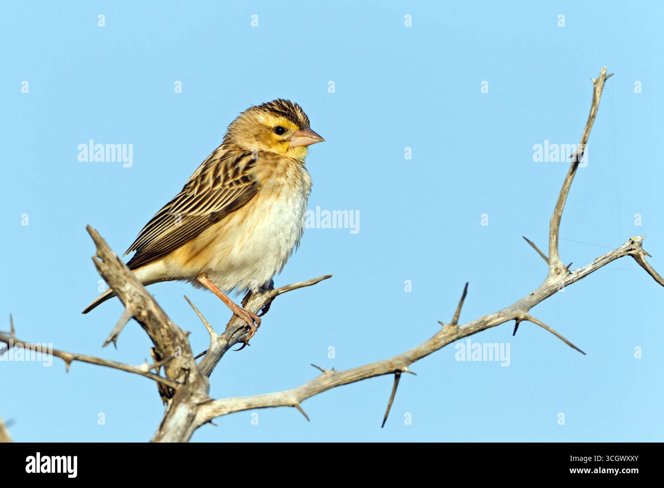 Spiegelweber, Weissflügeliger Widowbird, Euplectes albonotatus Stockfoto