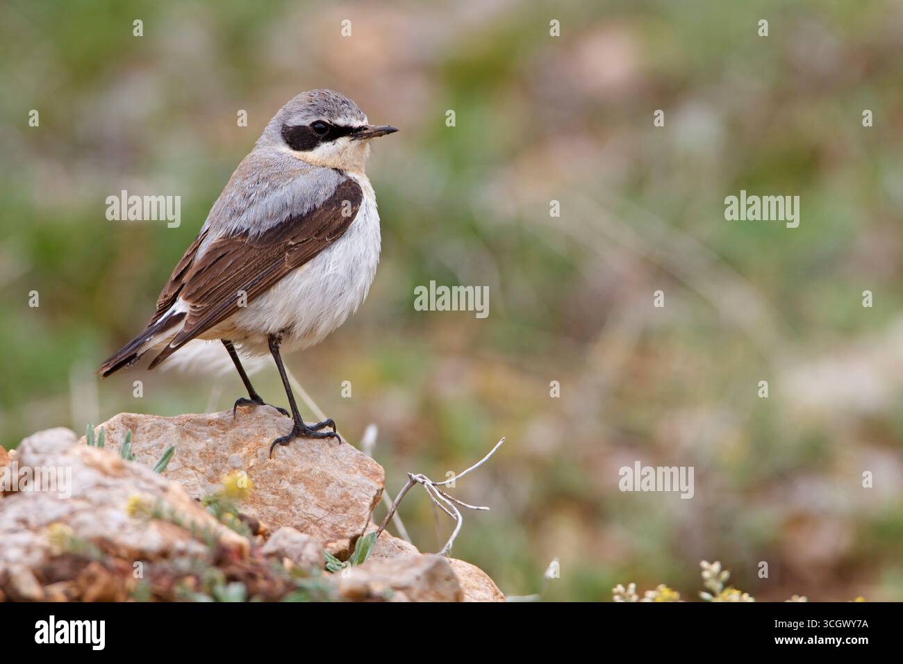 Steinschmätzer, nördlichen Steinschmätzer, Steinschmätzer, Oenanthe Oenanthe, Traquet Motteux, Collalba Gris Stockfoto